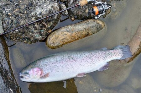出遅れで苦戦　～天竜川ルアーフライテンカラ…